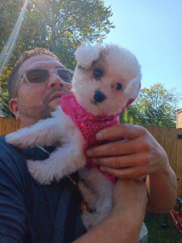 This ball of fur is Hand raised in our home with our other pets.