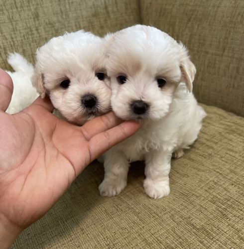 maltipoo puppies