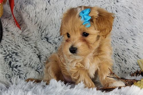 maltipoo puppies for sale