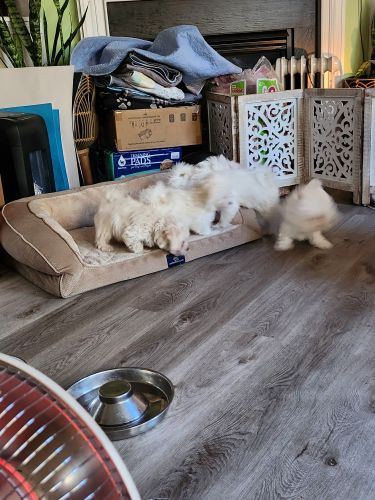 9 week old Maltipoo seeking a good home