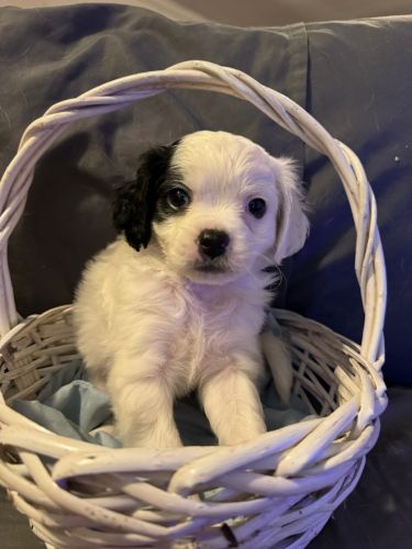 Beautiful maltalier puppies 7 weeks old!