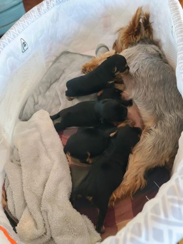 Yorkshire Terrier/Toy Poodle Mix