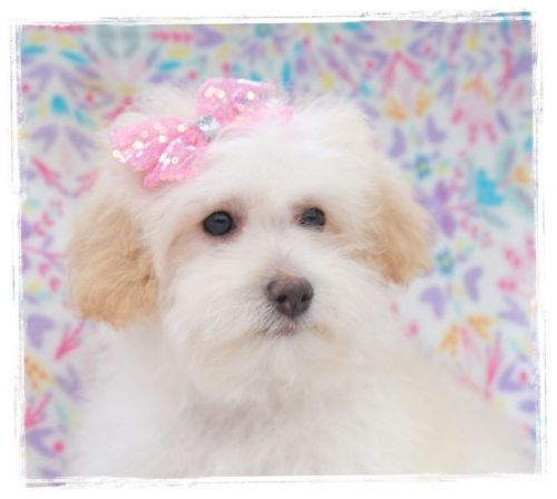 HOlistically Raised Maltipoos ***