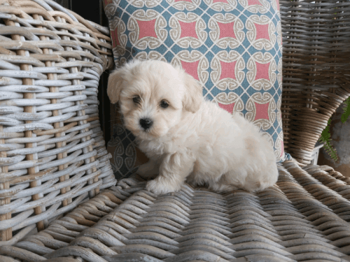 TOY Maltipoo F1