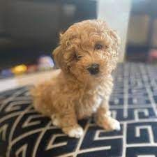 TOY MALTIPOO PUPPIES
