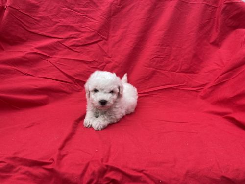 Adorable Malti-Poo Puppies