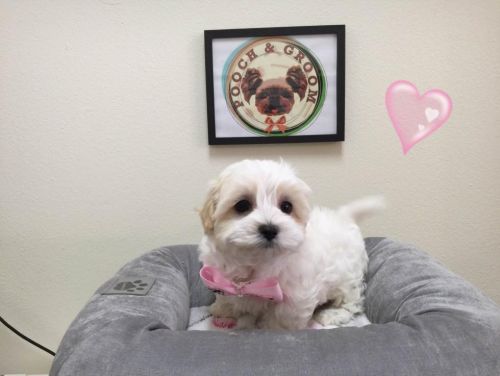 Maltipoo - Fancy - Female