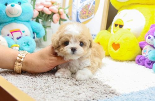 Available cute maltipoo ready for Christmas