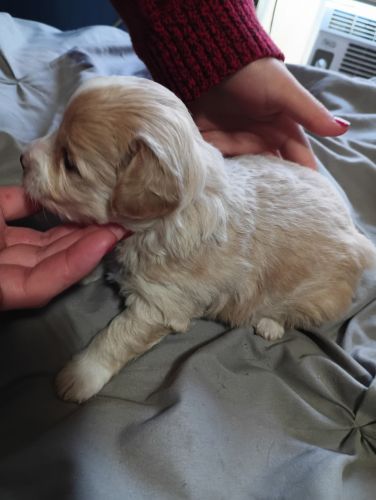 Male Maltipoo ready now