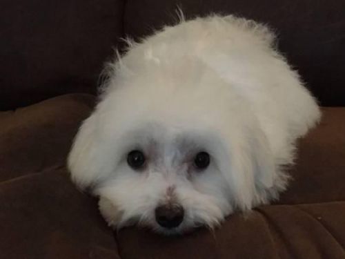 Yorkie Puppies (12 weeks)