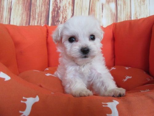 Maltipoo-Female-Princess