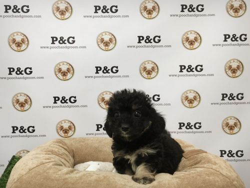 Maltipoo - Brownie - Male