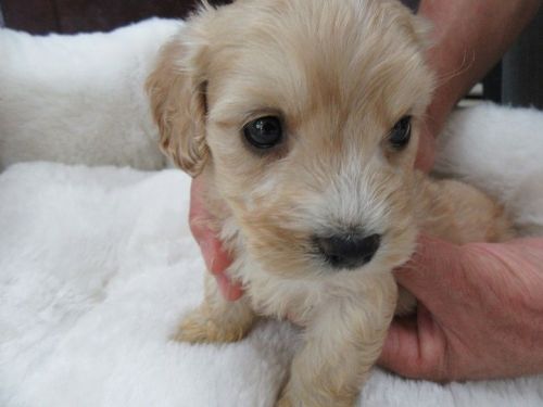 Maltipoo-Male-Teddy