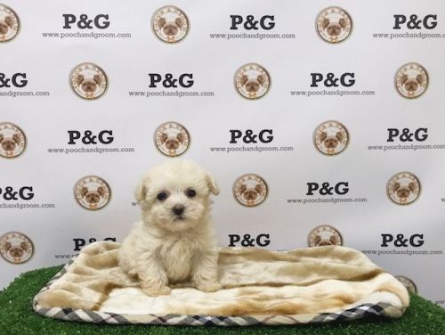 Maltipoo - Kiki - Female