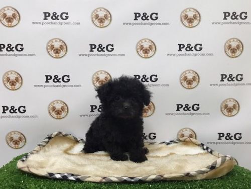 Maltipoo - Ripley - Male