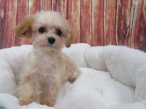 Maltipoo-Female-April