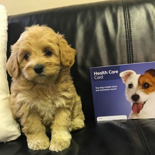 Beautiful Maltipoo Puppies F1