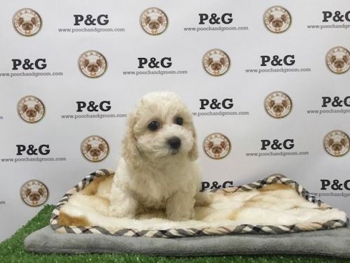 Maltipoo - Evelyn - Female