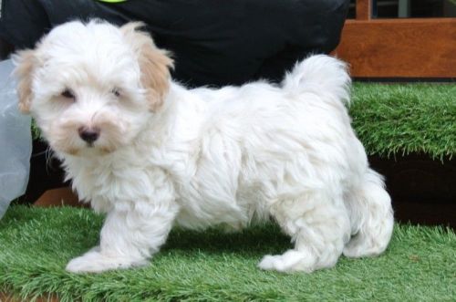 Teddybear Maltipoo Cream And Apricot Baby