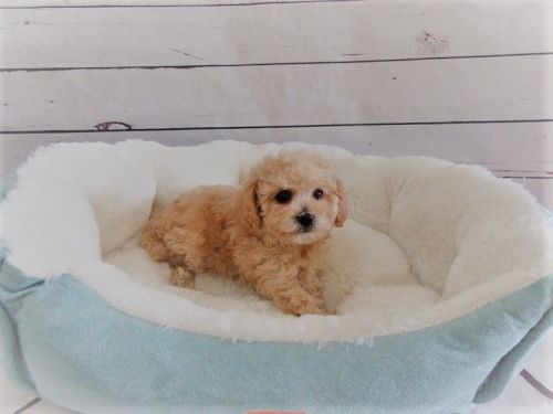 Maltipoo-Female-Ellie