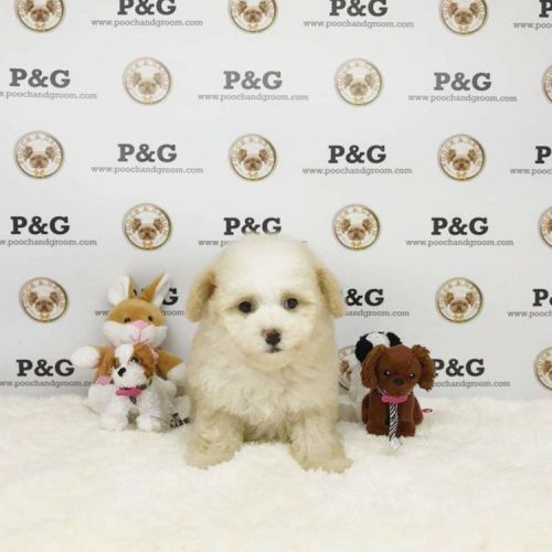 Maltipoo - Orange - Female