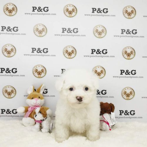 Maltipoo - Steve - Male