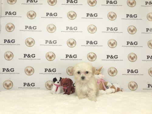 MALTIPOO - CINDY - FEMALE