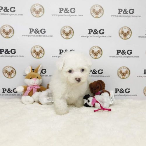MALTIPOO - STEVE - MALE