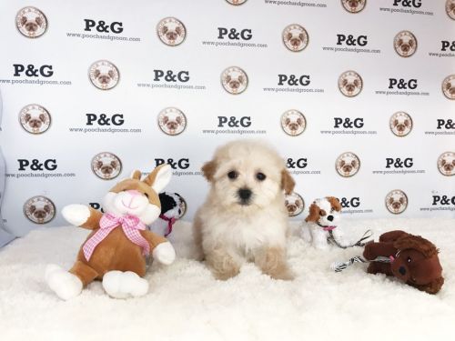 Maltipoo - Jane - Female