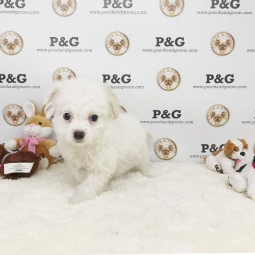 MALTIPOO - ALICE - FEMALE