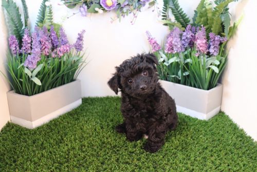 Maltipoo - Susie Q- Female