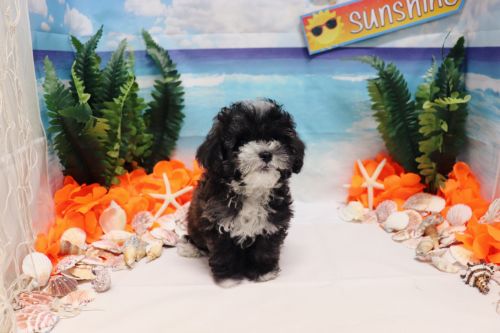 Maltipoo - Mickey - Male