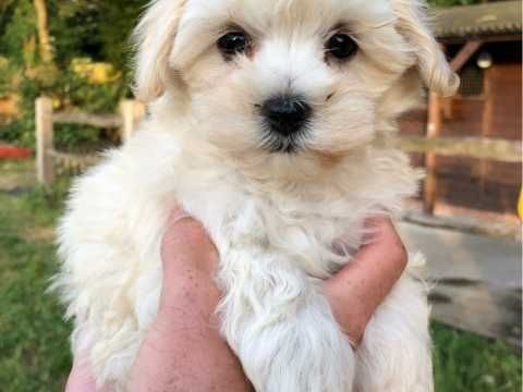 Maltipoo puppies for sale