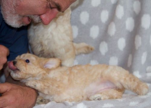 Fully Vaccinated New Price