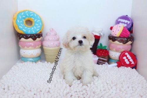 Maltipoo - Toro - Male