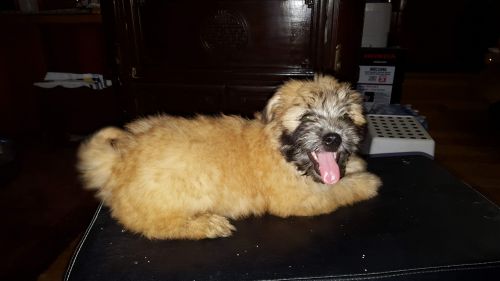 malti-poo/ terrier