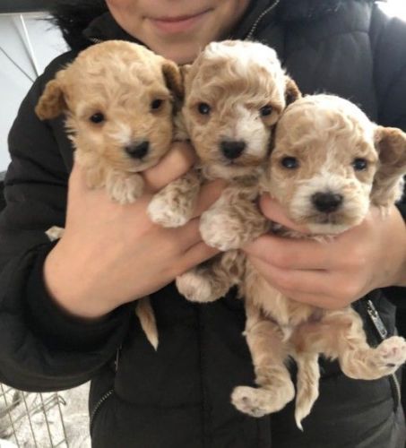 Toy Maltipoo Puppies Text# ***