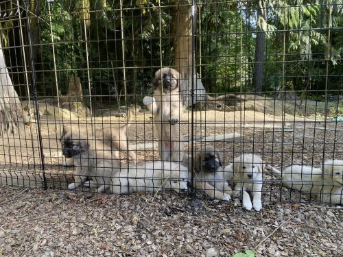 Sarplaninacs Maremma mix