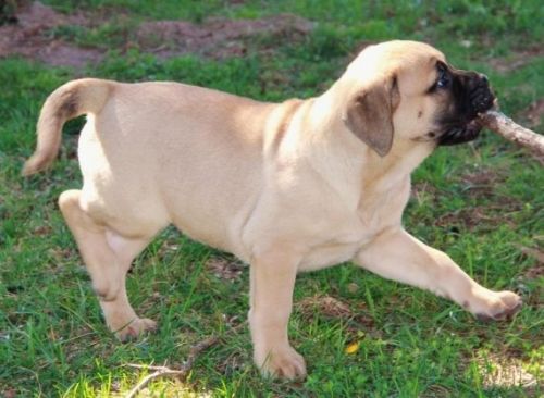 Bullmastif beautiful girl with a wonderful personality