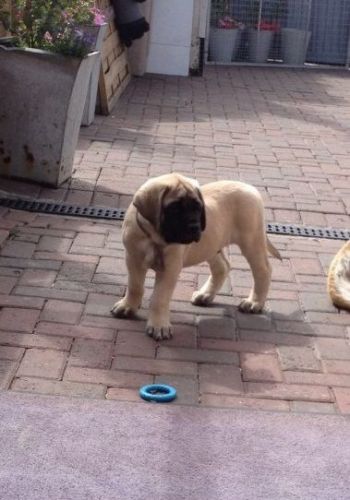 Chunky Mastiff Pups(***) ***-***0