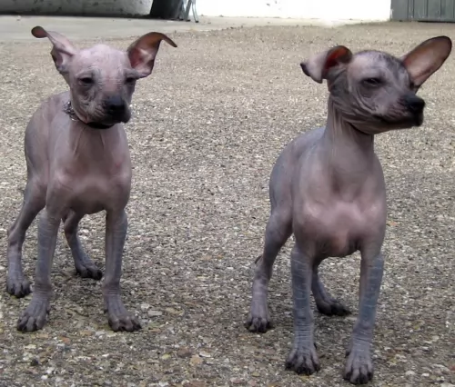 mexican hairless puppies - health problems