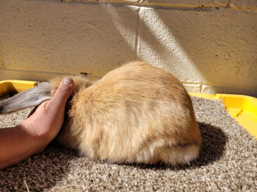 Pedigreed mini lop doe