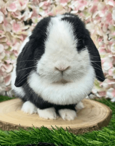 Black split mini lop female available