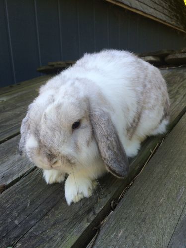 Mini lop buck