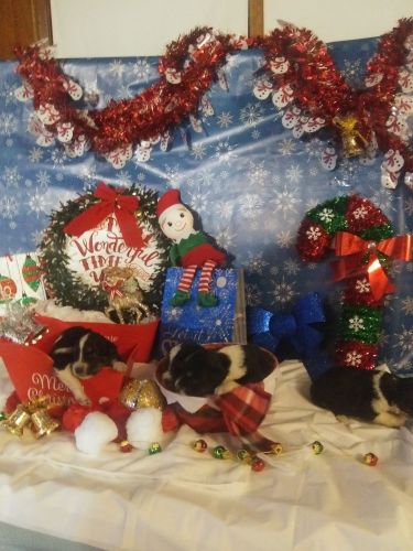 Mini Aussies Affordable