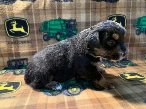 Mini Australian Shepherd