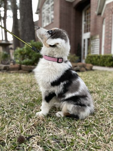 Female PICK OF LITTER! 5-Color Blue Merle!