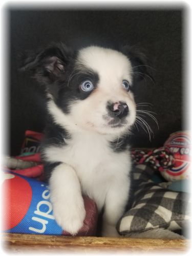 Miniature Australian Shepherd male puppy for sale