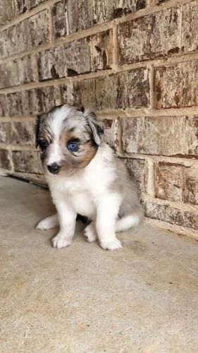 Blue Merle Female Mini Aussie, ASDR