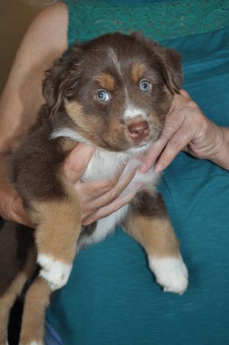 JELLI Female 6 weeks